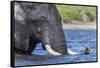 African elephant (Loxodonta africana) crossing river, Chobe River, Botswana, Africa-Ann and Steve Toon-Framed Stretched Canvas