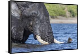 African elephant (Loxodonta africana) crossing river, Chobe River, Botswana, Africa-Ann and Steve Toon-Framed Stretched Canvas