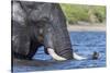 African elephant (Loxodonta africana) crossing river, Chobe River, Botswana, Africa-Ann and Steve Toon-Stretched Canvas