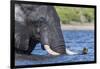 African elephant (Loxodonta africana) crossing river, Chobe River, Botswana, Africa-Ann and Steve Toon-Framed Photographic Print