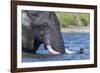 African elephant (Loxodonta africana) crossing river, Chobe River, Botswana, Africa-Ann and Steve Toon-Framed Photographic Print