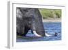 African elephant (Loxodonta africana) crossing river, Chobe River, Botswana, Africa-Ann and Steve Toon-Framed Photographic Print