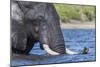 African elephant (Loxodonta africana) crossing river, Chobe River, Botswana, Africa-Ann and Steve Toon-Mounted Photographic Print