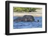 African elephant (Loxodonta africana) crossing river, Chobe River, Botswana, Africa-Ann and Steve Toon-Framed Photographic Print