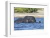 African elephant (Loxodonta africana) crossing river, Chobe River, Botswana, Africa-Ann and Steve Toon-Framed Photographic Print