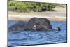 African elephant (Loxodonta africana) crossing river, Chobe River, Botswana, Africa-Ann and Steve Toon-Mounted Photographic Print