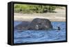 African elephant (Loxodonta africana) crossing river, Chobe River, Botswana, Africa-Ann and Steve Toon-Framed Stretched Canvas