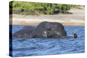 African elephant (Loxodonta africana) crossing river, Chobe River, Botswana, Africa-Ann and Steve Toon-Stretched Canvas