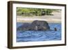 African elephant (Loxodonta africana) crossing river, Chobe River, Botswana, Africa-Ann and Steve Toon-Framed Photographic Print