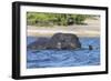 African elephant (Loxodonta africana) crossing river, Chobe River, Botswana, Africa-Ann and Steve Toon-Framed Photographic Print