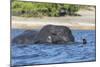 African elephant (Loxodonta africana) crossing river, Chobe River, Botswana, Africa-Ann and Steve Toon-Mounted Photographic Print