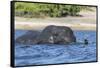 African elephant (Loxodonta africana) crossing river, Chobe River, Botswana, Africa-Ann and Steve Toon-Framed Stretched Canvas