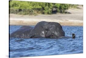 African elephant (Loxodonta africana) crossing river, Chobe River, Botswana, Africa-Ann and Steve Toon-Stretched Canvas