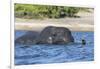 African elephant (Loxodonta africana) crossing river, Chobe River, Botswana, Africa-Ann and Steve Toon-Framed Photographic Print