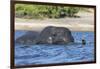 African elephant (Loxodonta africana) crossing river, Chobe River, Botswana, Africa-Ann and Steve Toon-Framed Photographic Print