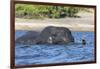 African elephant (Loxodonta africana) crossing river, Chobe River, Botswana, Africa-Ann and Steve Toon-Framed Photographic Print