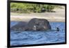 African elephant (Loxodonta africana) crossing river, Chobe River, Botswana, Africa-Ann and Steve Toon-Framed Photographic Print