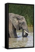 African Elephant (Loxodonta Africana) Drinking, Addo Elephant National Park, South Africa, Africa-James Hager-Framed Stretched Canvas