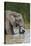 African Elephant (Loxodonta Africana) Drinking, Addo Elephant National Park, South Africa, Africa-James Hager-Stretched Canvas