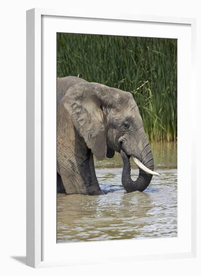 African Elephant (Loxodonta Africana) Drinking, Addo Elephant National Park, South Africa, Africa-James Hager-Framed Photographic Print