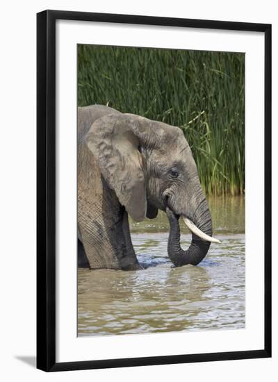 African Elephant (Loxodonta Africana) Drinking, Addo Elephant National Park, South Africa, Africa-James Hager-Framed Photographic Print