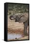 African Elephant (Loxodonta Africana) Drinking, Addo Elephant National Park, South Africa, Africa-James Hager-Framed Stretched Canvas