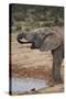 African Elephant (Loxodonta Africana) Drinking, Addo Elephant National Park, South Africa, Africa-James Hager-Stretched Canvas