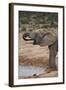 African Elephant (Loxodonta Africana) Drinking, Addo Elephant National Park, South Africa, Africa-James Hager-Framed Photographic Print