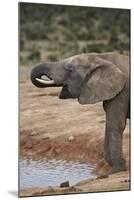 African Elephant (Loxodonta Africana) Drinking, Addo Elephant National Park, South Africa, Africa-James Hager-Mounted Photographic Print