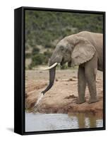 African Elephant (Loxodonta Africana) Drinking, Addo Elephant National Park, South Africa, Africa-James Hager-Framed Stretched Canvas