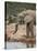 African Elephant (Loxodonta Africana) Drinking, Addo Elephant National Park, South Africa, Africa-James Hager-Stretched Canvas
