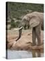 African Elephant (Loxodonta Africana) Drinking, Addo Elephant National Park, South Africa, Africa-James Hager-Stretched Canvas