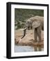 African Elephant (Loxodonta Africana) Drinking, Addo Elephant National Park, South Africa, Africa-James Hager-Framed Photographic Print