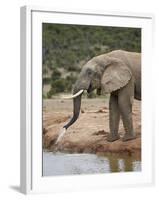 African Elephant (Loxodonta Africana) Drinking, Addo Elephant National Park, South Africa, Africa-James Hager-Framed Photographic Print