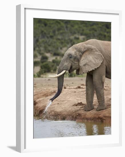 African Elephant (Loxodonta Africana) Drinking, Addo Elephant National Park, South Africa, Africa-James Hager-Framed Photographic Print