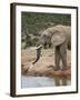 African Elephant (Loxodonta Africana) Drinking, Addo Elephant National Park, South Africa, Africa-James Hager-Framed Photographic Print