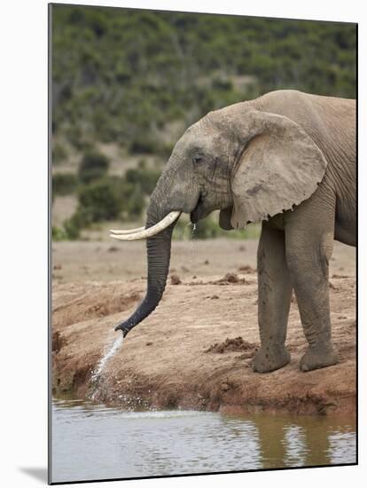 African Elephant (Loxodonta Africana) Drinking, Addo Elephant National Park, South Africa, Africa-James Hager-Mounted Photographic Print