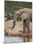 African Elephant (Loxodonta Africana) Drinking, Addo Elephant National Park, South Africa, Africa-James Hager-Mounted Photographic Print