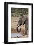 African Elephant (Loxodonta Africana) Drinking, Addo Elephant National Park, South Africa, Africa-James Hager-Framed Photographic Print