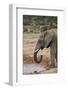 African Elephant (Loxodonta Africana) Drinking, Addo Elephant National Park, South Africa, Africa-James Hager-Framed Photographic Print