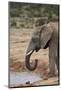 African Elephant (Loxodonta Africana) Drinking, Addo Elephant National Park, South Africa, Africa-James Hager-Mounted Photographic Print