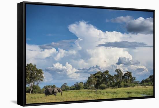 African Elephant (Loxodonta Africana) Drinking from Water, Okavango Delta, Botswana-Wim van den Heever-Framed Stretched Canvas