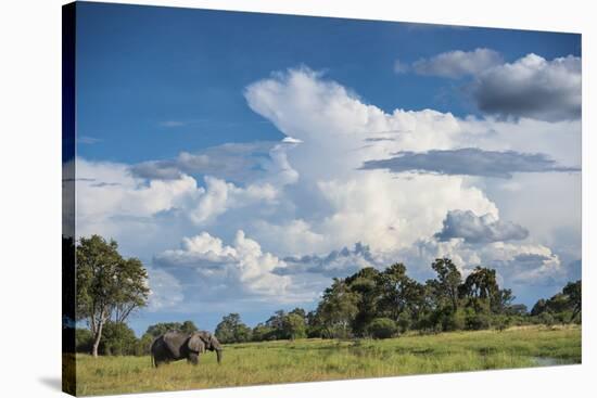 African Elephant (Loxodonta Africana) Drinking from Water, Okavango Delta, Botswana-Wim van den Heever-Stretched Canvas