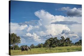 African Elephant (Loxodonta Africana) Drinking from Water, Okavango Delta, Botswana-Wim van den Heever-Stretched Canvas