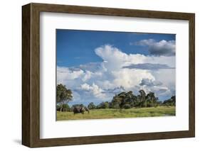 African Elephant (Loxodonta Africana) Drinking from Water, Okavango Delta, Botswana-Wim van den Heever-Framed Photographic Print