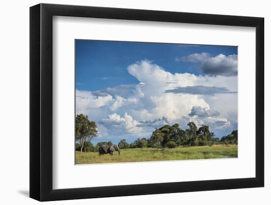 African Elephant (Loxodonta Africana) Drinking from Water, Okavango Delta, Botswana-Wim van den Heever-Framed Photographic Print