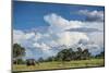 African Elephant (Loxodonta Africana) Drinking from Water, Okavango Delta, Botswana-Wim van den Heever-Mounted Photographic Print