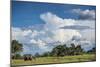 African Elephant (Loxodonta Africana) Drinking from Water, Okavango Delta, Botswana-Wim van den Heever-Mounted Photographic Print