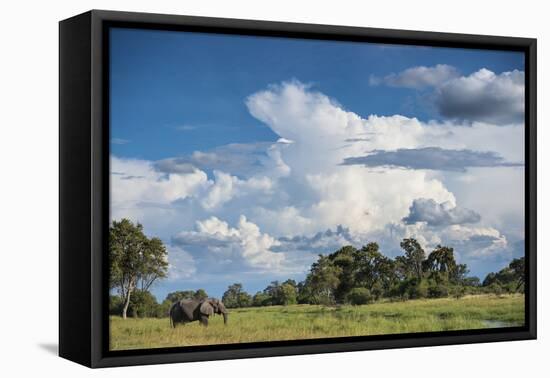 African Elephant (Loxodonta Africana) Drinking from Water, Okavango Delta, Botswana-Wim van den Heever-Framed Stretched Canvas