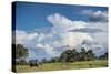 African Elephant (Loxodonta Africana) Drinking from Water, Okavango Delta, Botswana-Wim van den Heever-Stretched Canvas